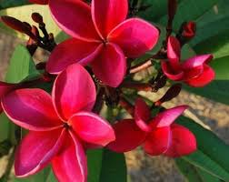 This Item Is Unavailable Plumeria Flowers Planting Flowers Rose Seeds