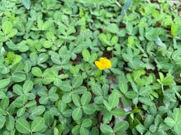 Image result for Arachis