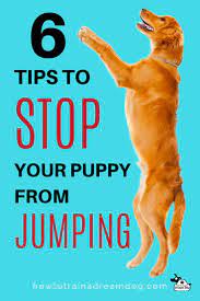 It could have some dire consequences later as your puppy matures. Pin On Puppy Training Tips And Hacks
