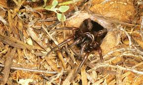 In sydney mehren sich die berichte über die giftigste spinne der welt. Australien Experten Warnen Vor Plage Der Gefahrlichsten Spinne