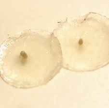 Subi Korea S Most Invisible Pimple Patch Vegan Cruelty Free Drug Free Pimples How To Treat Acne Cruelty Free
