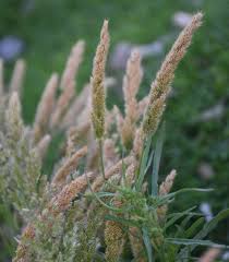 Image result for Zygophyllum leucocladum