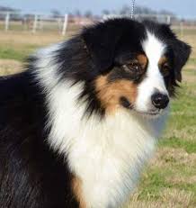 These dogs are incredibly energetic and love to play, so it's important to keep them active all the time. Miniature American Shepherd And Miniature Australian Shepherd Breeders Oklahoma