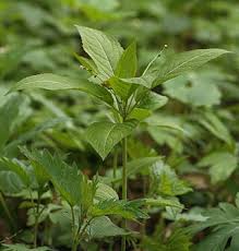 Image result for Micrococca capensis