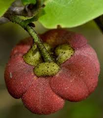 Image result for Uvaria afra