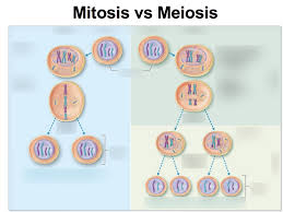 mitosis vs meiosis diagram quizlet