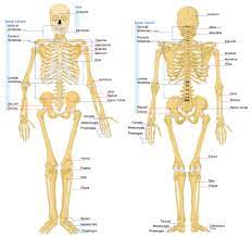 It is important for bones to be strong to support our body weight. Anatomy Bones Learning Koibana Info Body Bones Human Body Bones Skeletal System Anatomy