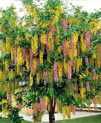 Cytise Bicolore Art Des Jardins Beaux Jardins Arbuste
