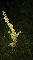 Image result for Rumex lanceolatus
