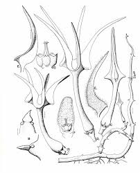 Image result for Ceropegia meyeri-johannis