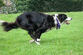Border Collie Exercise Physical And Mental Exercising Needs Ideas Border Collie Training Collie Border Collie