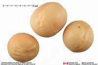 Image result for Kirkiaceae