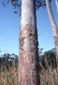 Image result for Eucalyptus torelliana