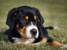 Flohallergie Wie Sie Ihrem Hund Helfen Konnen Hunde Orthopadisches Hundebett Und Hundetransportbox