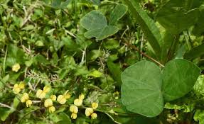 Image result for Rhynchosia luteola