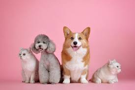 Puppy pals for tough times: Pets In Dubai Shopping For Your Cats And Dogs Things To Do Shopping Community Time Out Dubai