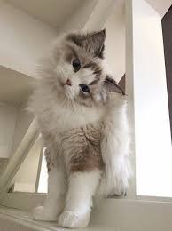 Post a comment for gambar kucing cantik foto foto kucing lucu. ð©ð¢ð§ð­ðžð«ðžð¬ð­ ðšŒðš'ðšŠðš›ðš•ðšžðš'ðš Kucing Anjing Bayi Hewan Kucing Cantik