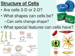 Inside animal cells, you find a special type of scaffolding, like an interior skeleton. Ch 2 2 Pgs Cell Parts Their Jobs Ppt Download