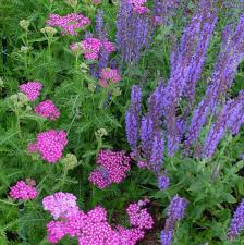 Image result for Salvia nilotica