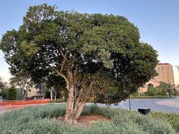 Image result for Myoporum laetum