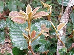 Image result for Curtisia dentata
