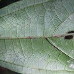 Image result for Celtis mildbraedii