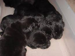 We are inspected by akc and animal control with hernando county sheriffs dept. Black Lab Mix Puppy For Sale In Tampa Florida Classified Americanlisted Com