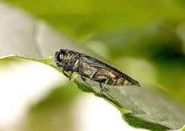 Unfortunately, for many people this is some homeowners attempt to control bed bugs on their own and only call a professional when their attempts fail. Outdoor Lawn Pest Control Services Near Muncie In