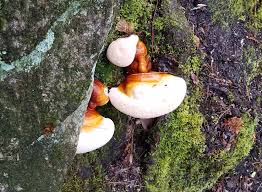 Image result for Ganoderma tsugae