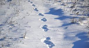 Tire tracks in the snow.almost looks like a cable knit sweater on crack.cool texture is the point i guess. Tierspuren Quiz Naturschutz Ch