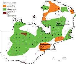 Image result for Julbernardia paniculata