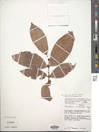 Image result for Lasiodiscus pervillei