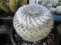 Mammillaria gracilis fragilis thimble cactus this beautiful, small cactus has a cylindrical green flowering cactus: Mammillaria Muehlenpfordtii Syn Mammillaria Celsiana The Belmont Rooster