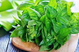 Ciri utama dari daun ini adalah memiliki aroma yang harum dan segar. Rutin Minum Air Rebusan Daun Kemangi Ternyata Mujarab Jadi Obat Alami Berbagai Penyakit Berbahaya Ini Semua Halaman Sajian Sedap