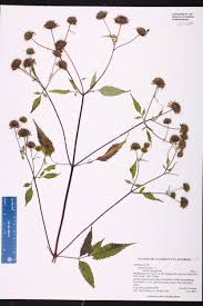Image result for Bidens flagellata