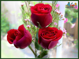 Rose png flower images, free download. Red Rose Wallpapers Red Flowers Hd Pictures One Hd Free Download Rose Flower Wallpaper For Mobile 800x600 Download Hd Wallpaper Wallpapertip