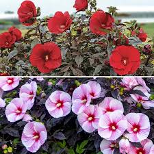 Image result for Hibiscus kirkii