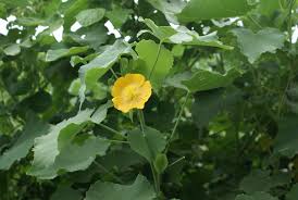 Image result for Abutilon angulatum
