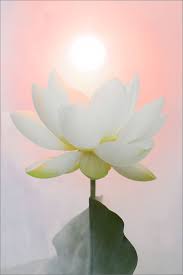 White Lotus Flower Dd0a3648 1 1000 White Lotus Flower Lotus Flower Art Lotus Flower Pictures
