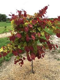 Cercis canadensis, the eastern redbud, is a large deciduous shrub or small tree, native to eastern north america from southern michigan south to central mexico, east to new jersey. Cercis Canadensis Flame Thrower Eastern Redbud From Pleasant Run Nursery