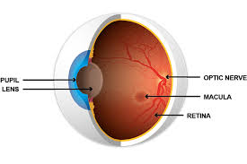 Some people notice changes in their vision, like trouble reading or seeing faraway objects. Your Guide To Diabetic Retinopathy Gov Uk