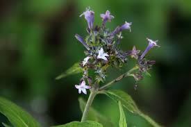 Image result for Pentas zanzibarica