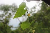 Image result for Cucumis humifructus