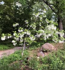 Image result for Chionanthus