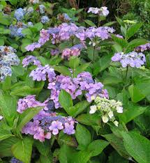 Image result for Mostuea microphylla