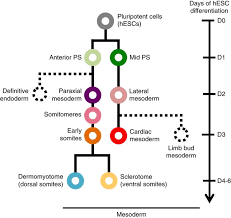 In vertebrates, somites subdivide into the sclerotomes, myotomes, syndetomes and dermatomes that give rise to the vertebrae of the vertebral column, rib cage and part of the occipital bone; An Atlas Of Transcriptional Chromatin Accessibility And Surface Marker Changes In Human Mesoderm Development Scientific Data