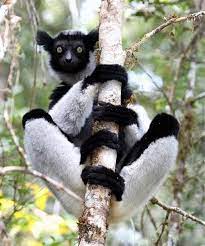 Indri Facts Information Pictures And Videos African Animals Animals Animals Beautiful Animals Wild