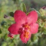 Image result for Hibiscus aponeurus