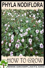 Image result for Phyla