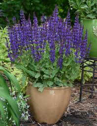 Look for varieties that open blossoms in a rainbow of hues. Get Ready For Spring With 6 New Sun Loving Perennials Proven Winners